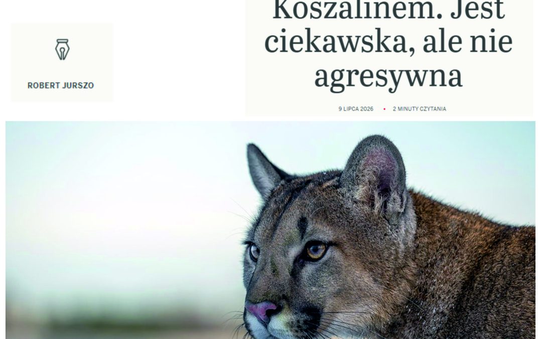 10.07.2026 – Puma w polskich lasach!