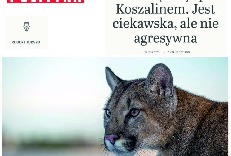 10.07.2026 – Puma w polskich lasach!