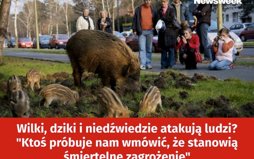 03.08.2026 – Strach przed dzikimi zwierzętami